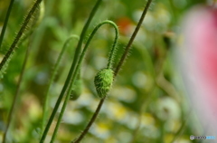 これぞ、残りもの、蕾