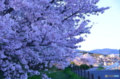 さくら＆夕景も