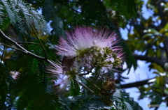 合歓の木の花