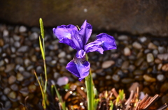 今の花で～す