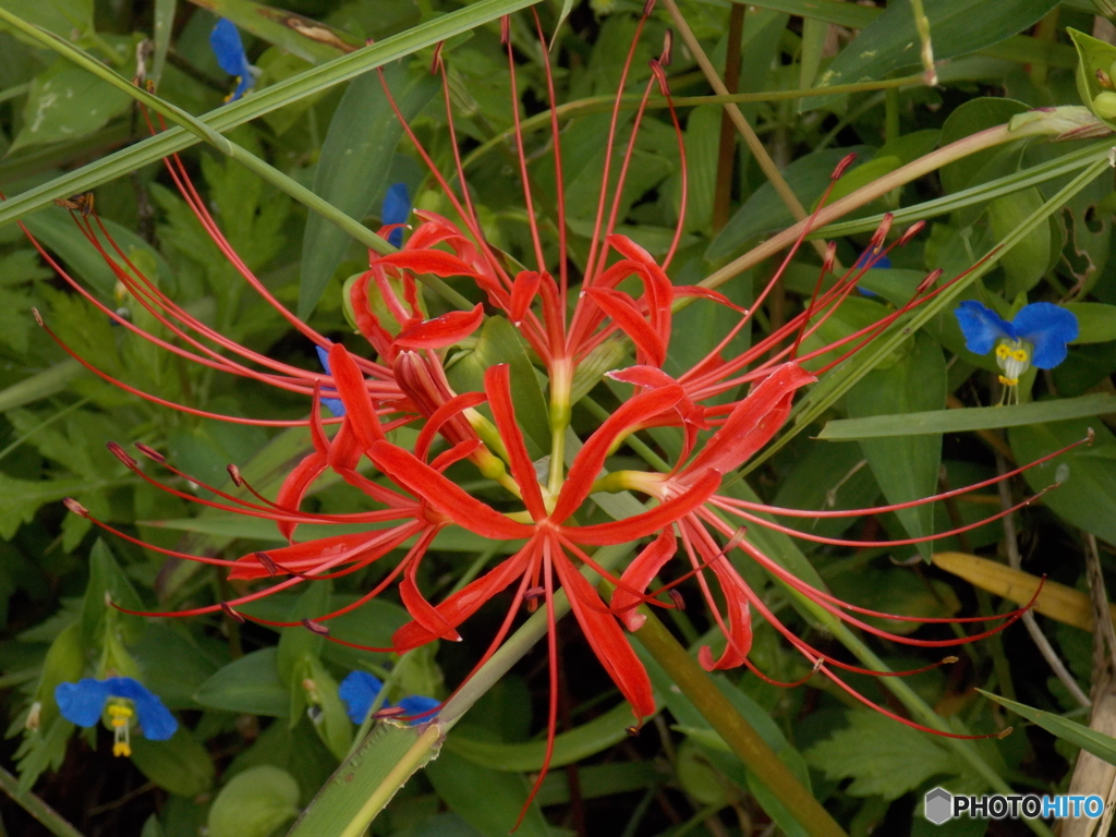 赤とブルーの花