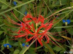 赤とブルーの花