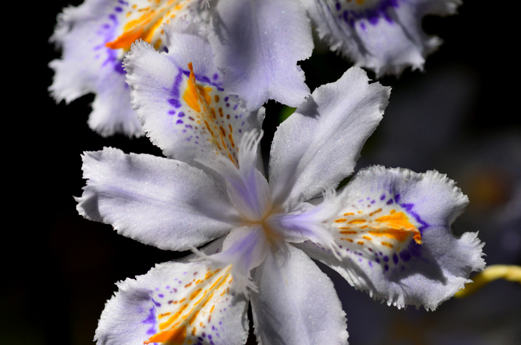 里山の花