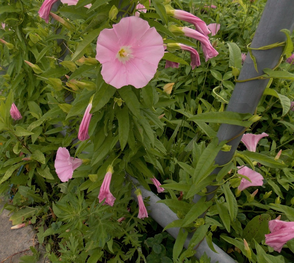 今の時期よく見る花