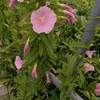 今の時期よく見る花