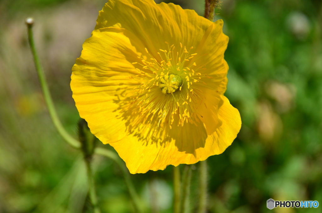 残り物の花