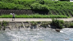 水浴びするワンちゃん