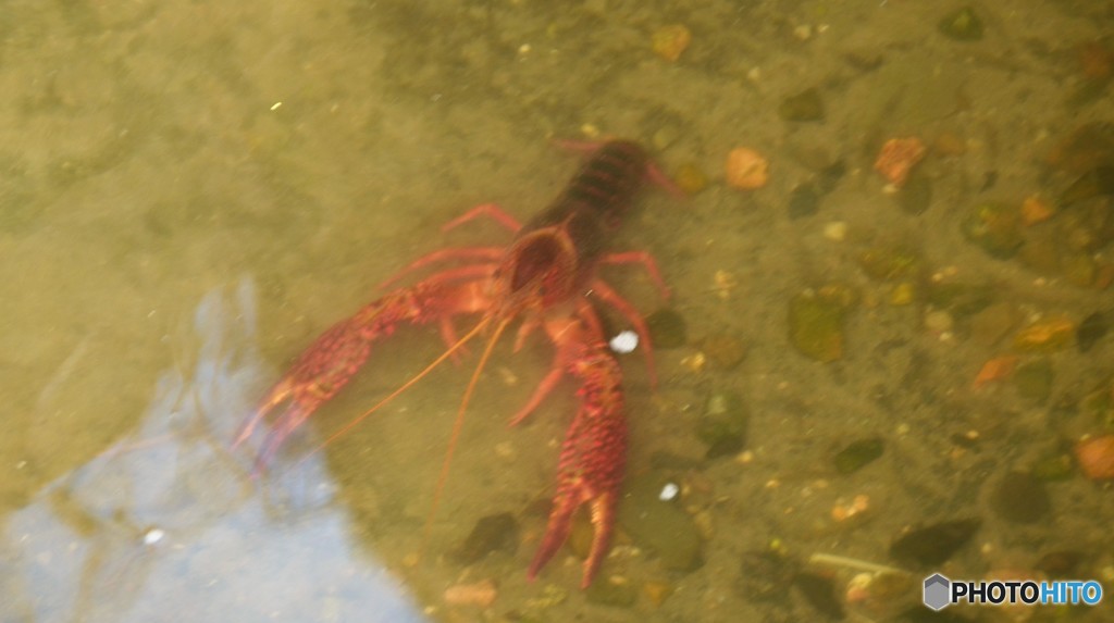 水辺の生き物２
