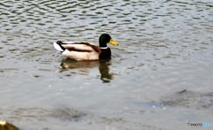 ありきたりのカモ君