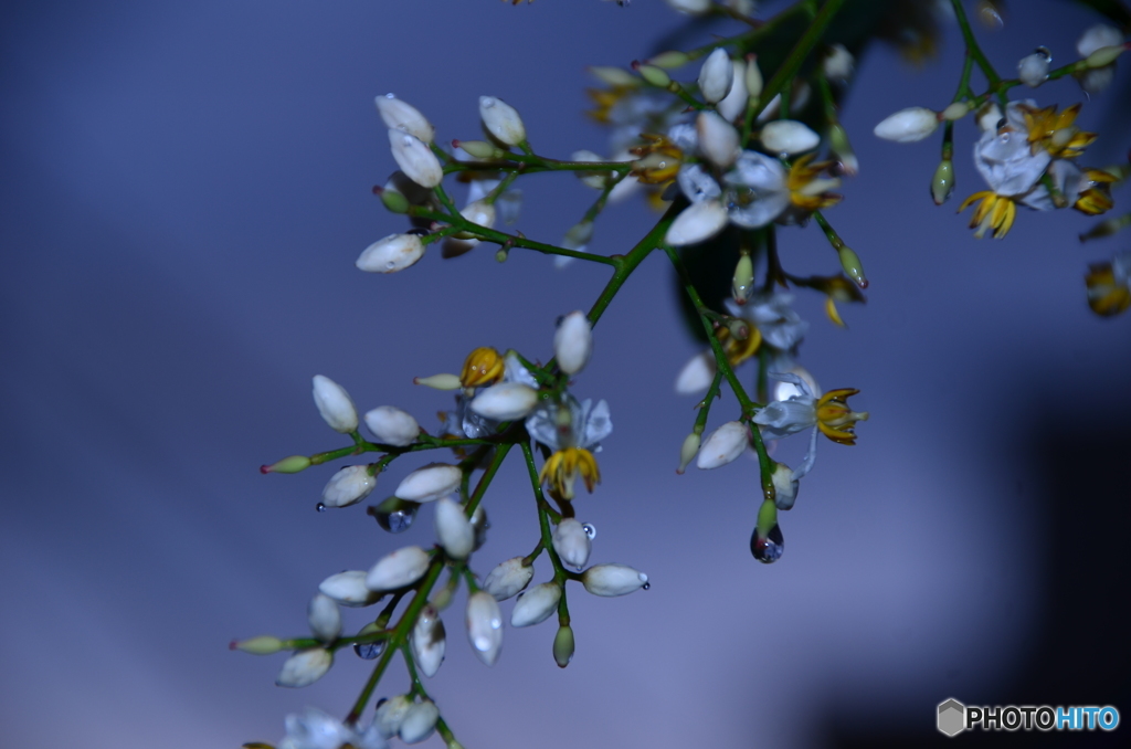 雨粒と南天の花
