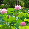 ３蓮華