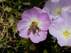 ピンクの花と謎の虫