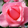 薔薇（造花）ではありません