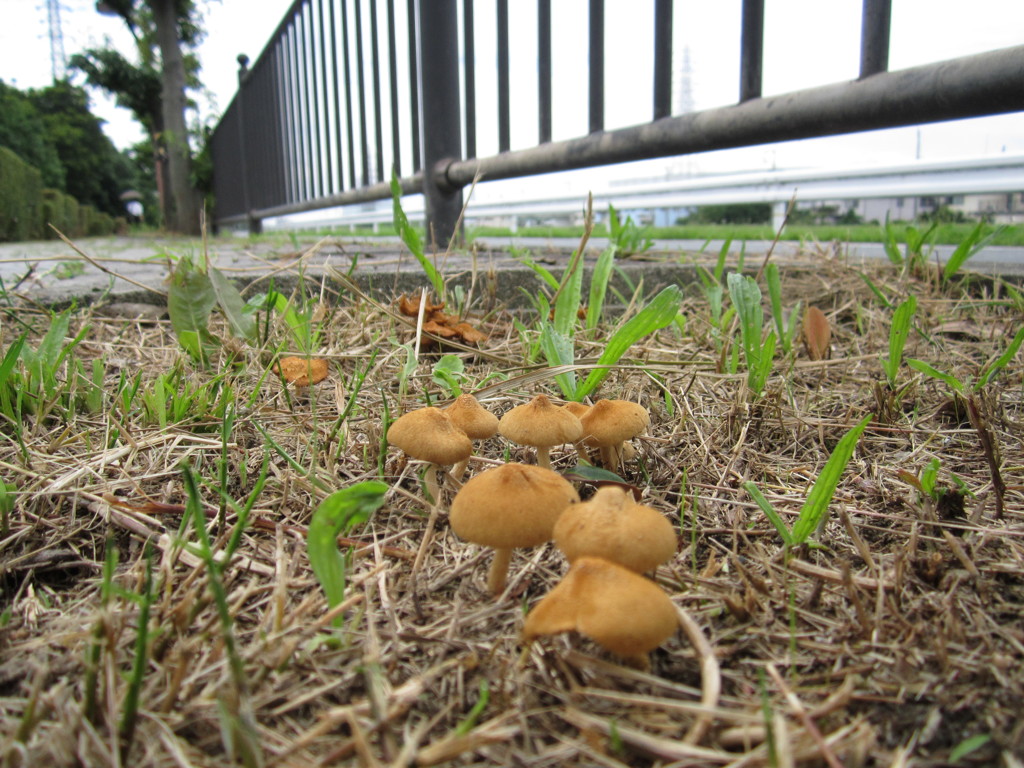 キノコのお出まし！