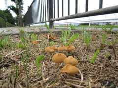 キノコのお出まし！