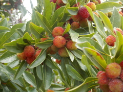 ヤマモモで～す