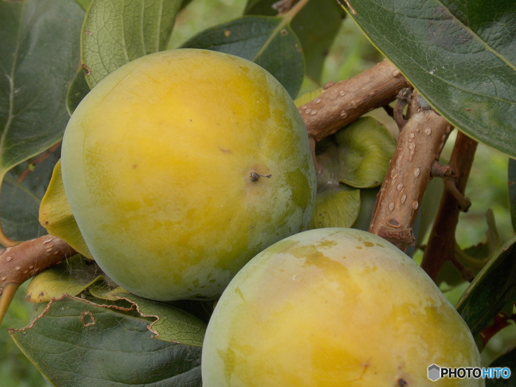 かき、柿、persimmon