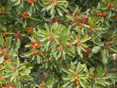 昔の食べ物かな？