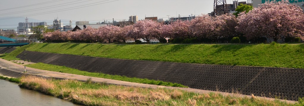 八重桜整列