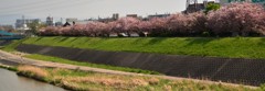 八重桜整列