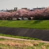 八重桜整列