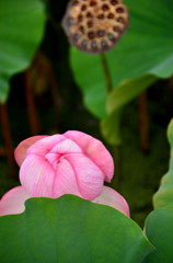 遅咲きの蓮の花