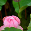 遅咲きの蓮の花