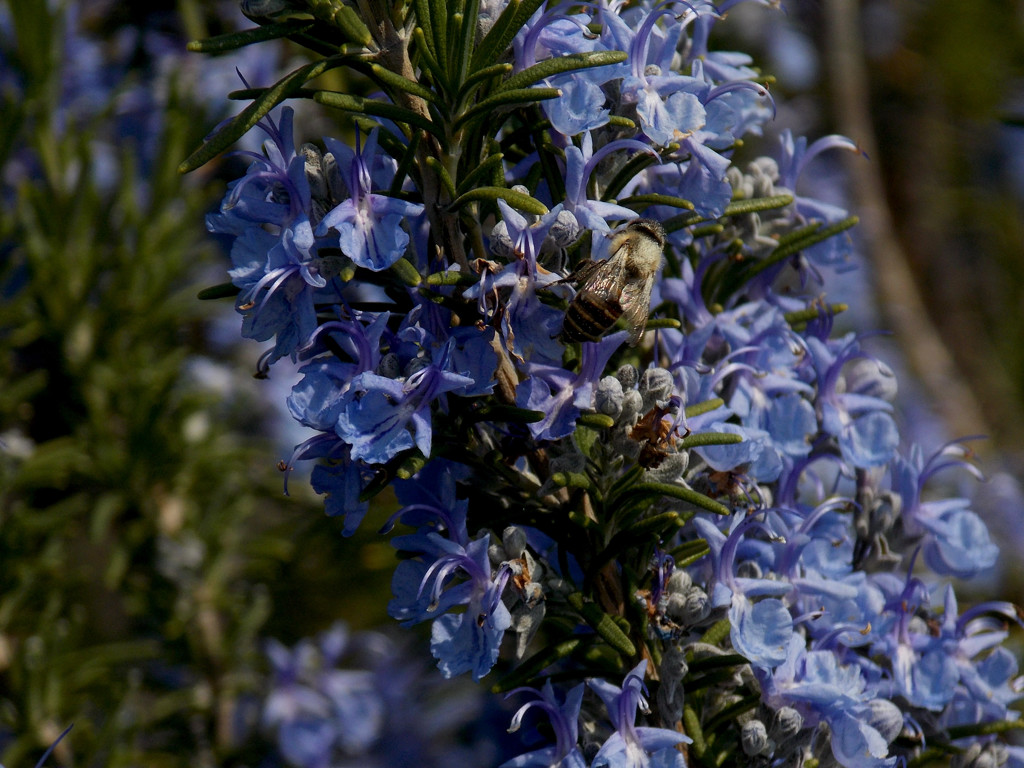 ムラサキの花とミツバチ