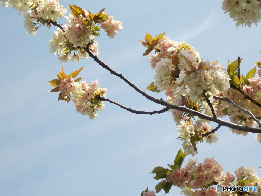 今年の八重桜
