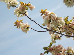 今年の八重桜