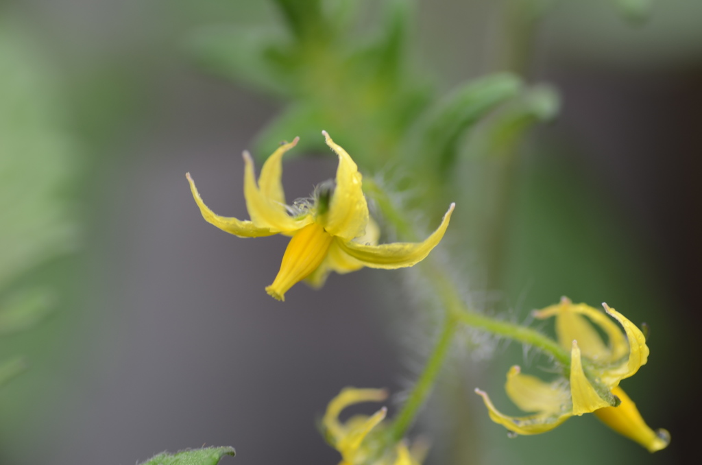 何の花？其の１