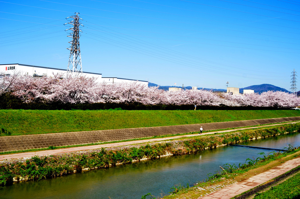 空、サクラ、川原