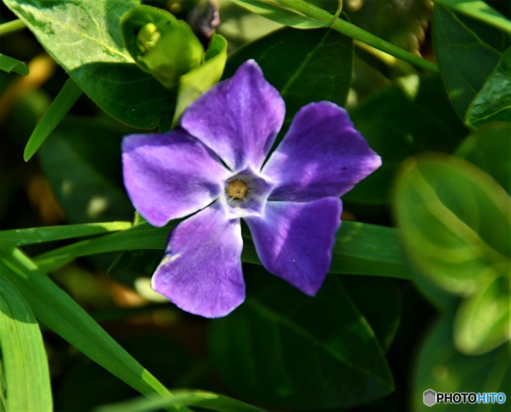 キキョウ？の様な花