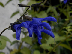 ムラサキ色の花