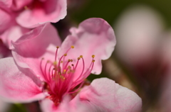 サクラの花ではおまへん