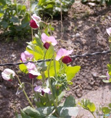 エンドウ豆の花