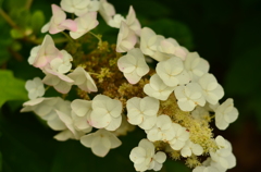 曇り日、アジサイ