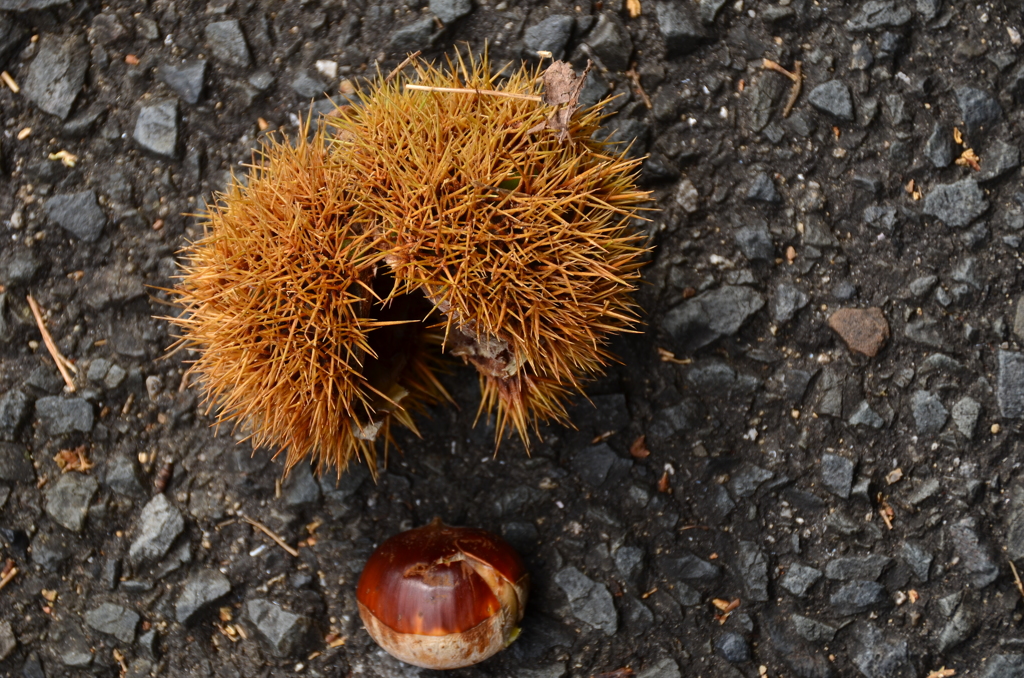 弾けちゃったのよ、♪～