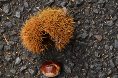 弾けちゃったのよ、♪～