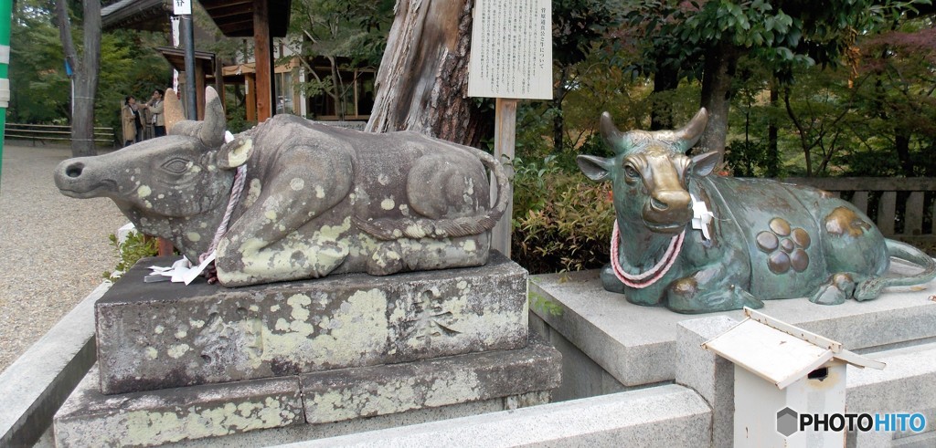 神社と牛