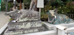 神社と牛