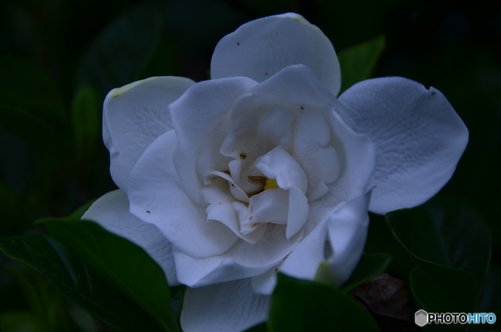クチナシの花が～♬
