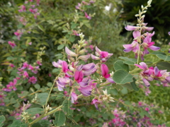 秋の花、見っけ！