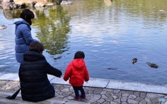 鯉では無く鴨を見る