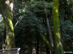 アツい！木陰をお勧め