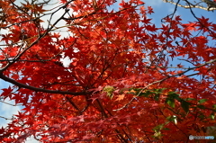 今年の見納め