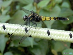 こちらトンボ！