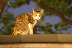 ねこ