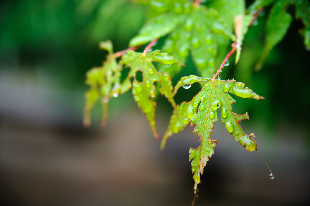 虫食いでも雨に潤う。