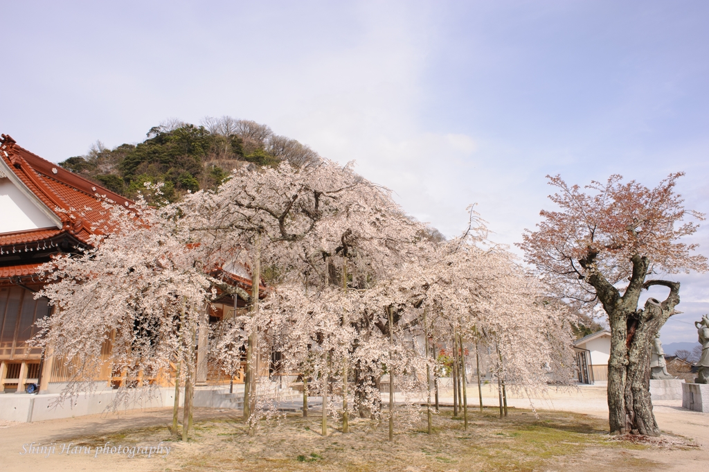 寺の枝垂れ桜。